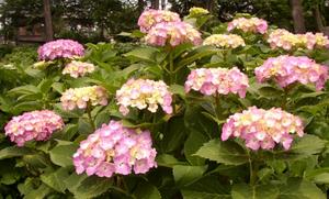 画像19